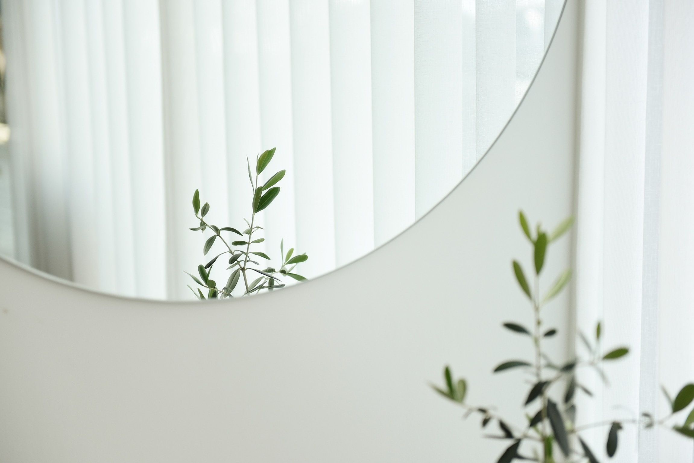 A round mirror mounted on the wall of an apartment bathed in sunlight, catching the reflection of a small indoor olive tree.