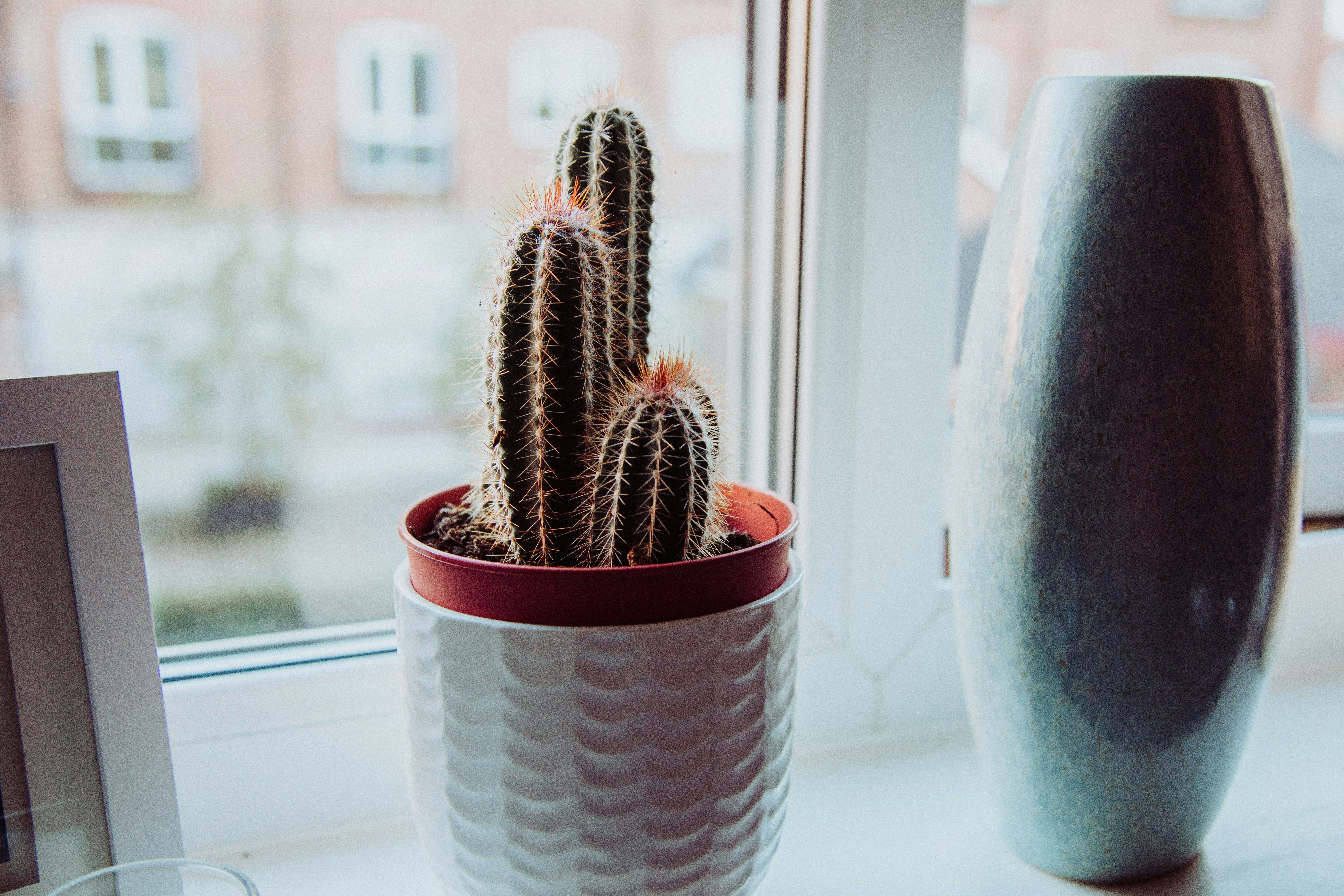 cacti in front of a window