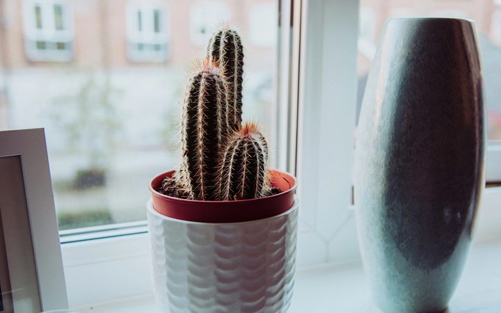 cacti in front of a window