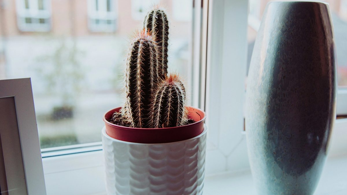 cacti in front of a window