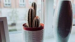 cacti in front of a window