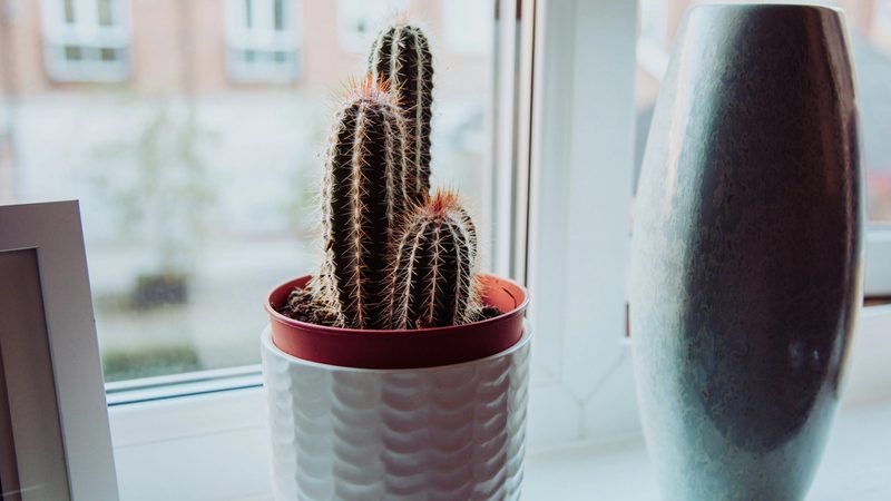 cacti in front of a window