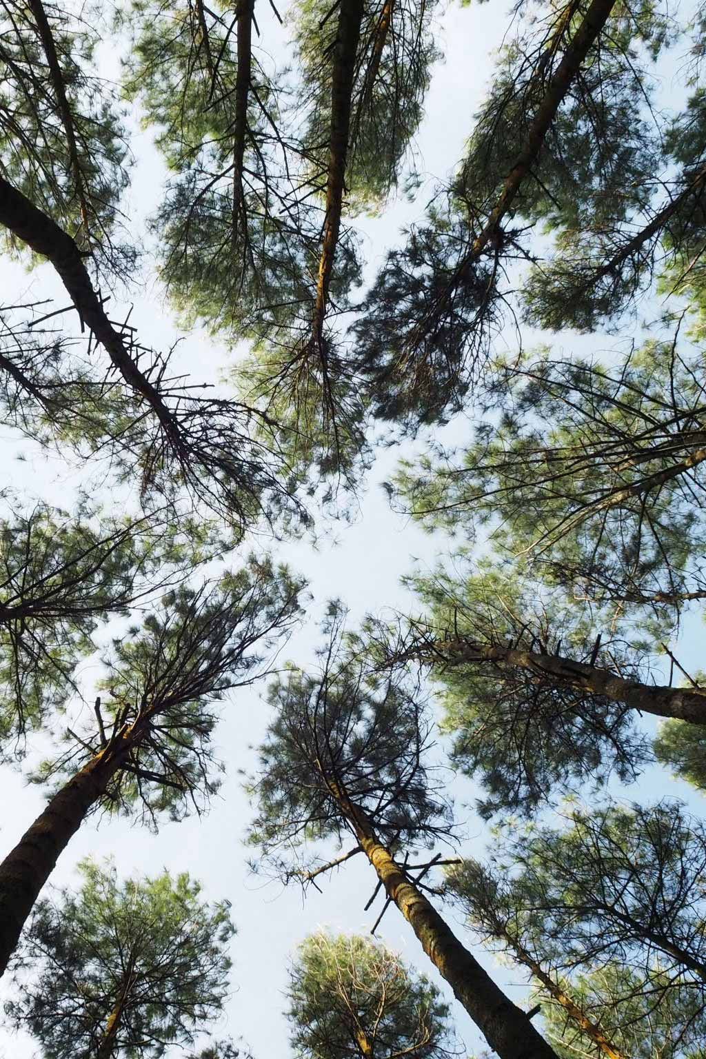 A tree canopy in a sunlit forest