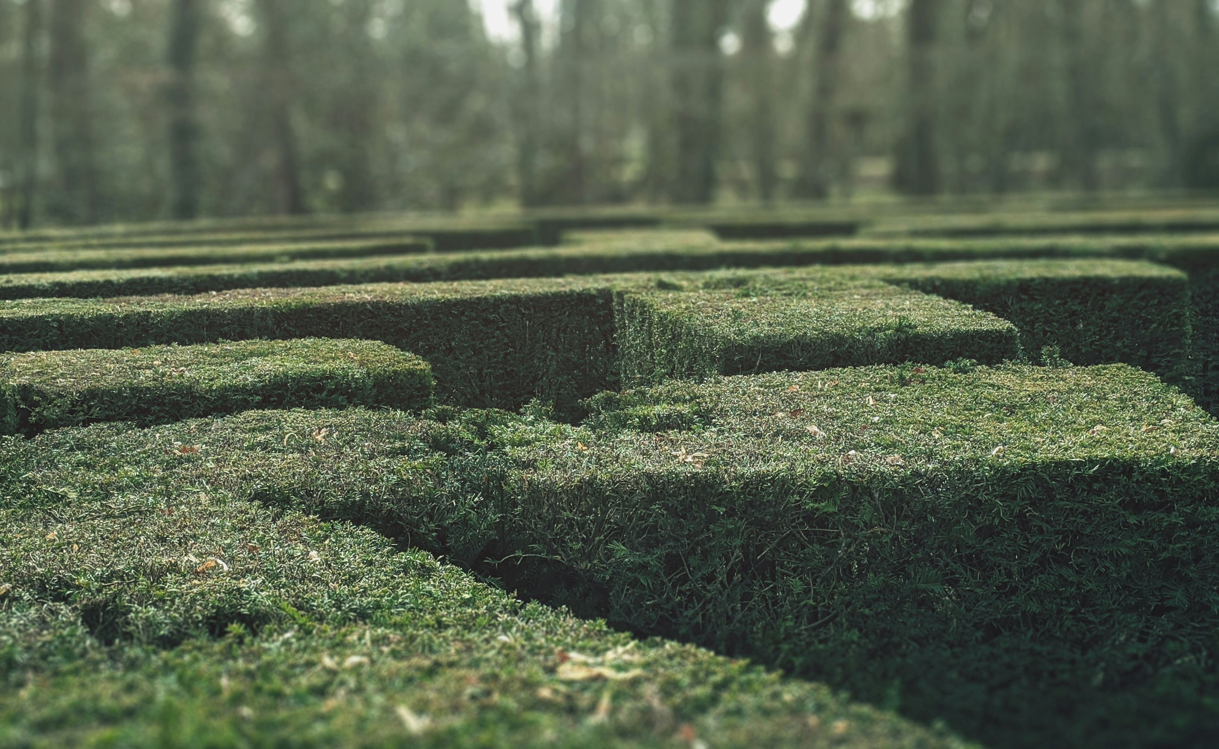 A peek over dark green garden hedges that, together, form a mystifying maze.