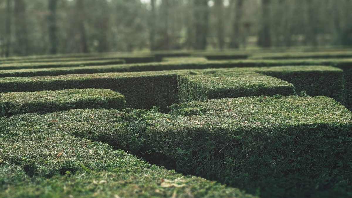 A peek over dark green garden hedges that, together, form a mystifying maze.