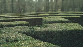 A peek over dark green garden hedges that, together, form a mystifying maze.