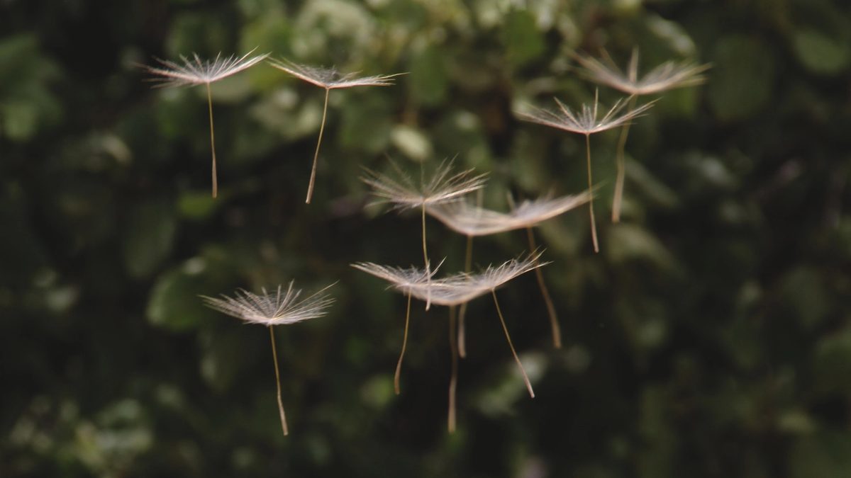 Several seeds of a dandelion floating through the air, suspended as if by magic against a green woodsy backdrop.
