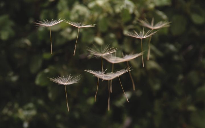 Several seeds of a dandelion floating through the air, suspended as if by magic against a green woodsy backdrop.