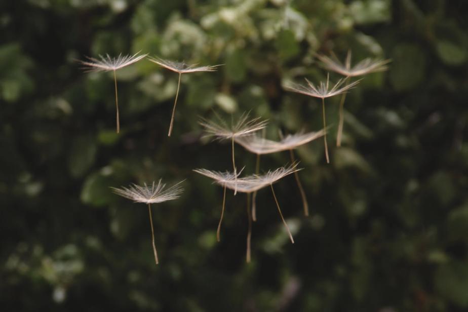 Several seeds of a dandelion floating through the air, suspended as if by magic against a green woodsy backdrop.
