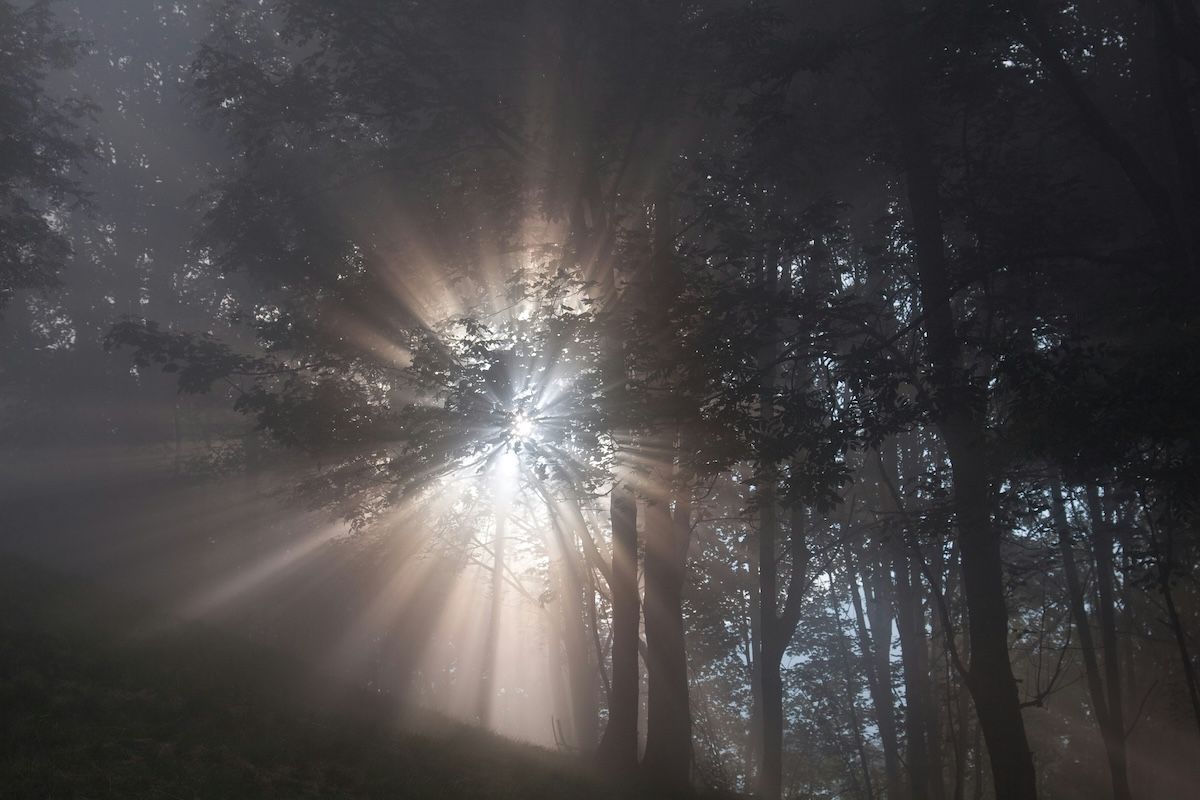 light shining through the trees