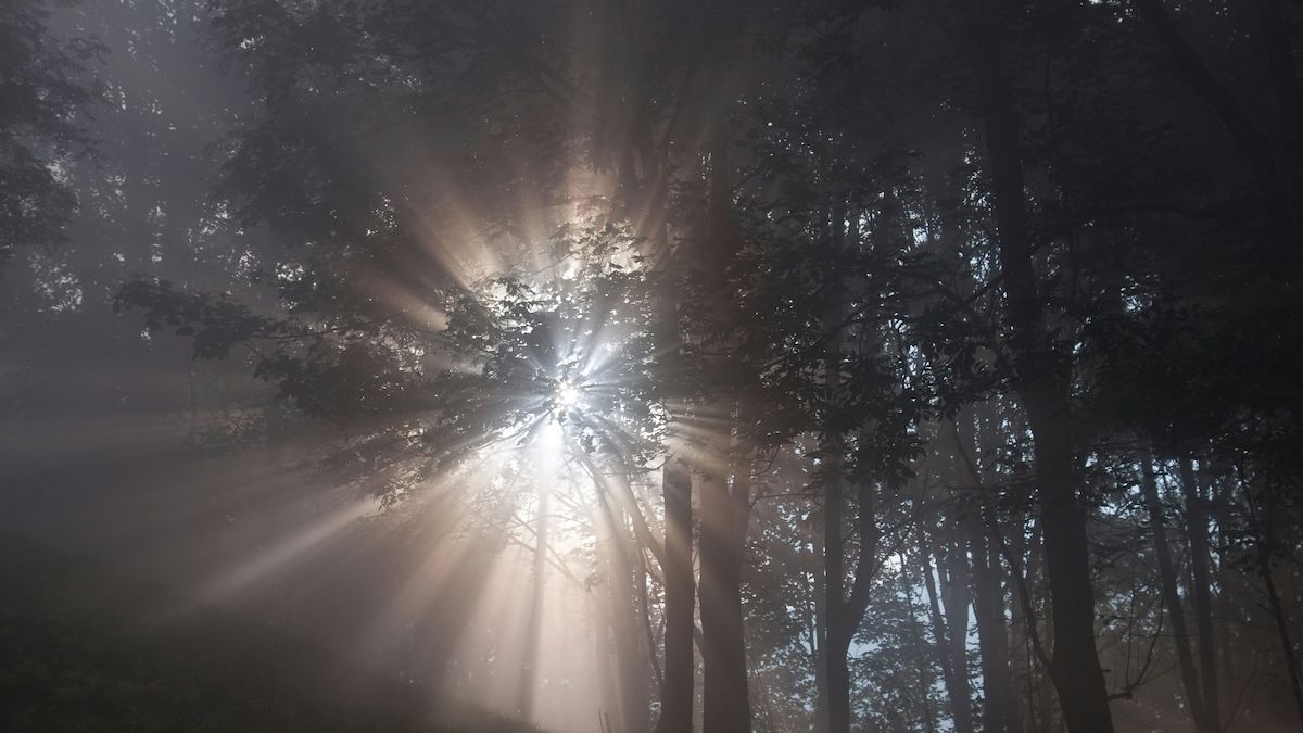 light shining through the trees