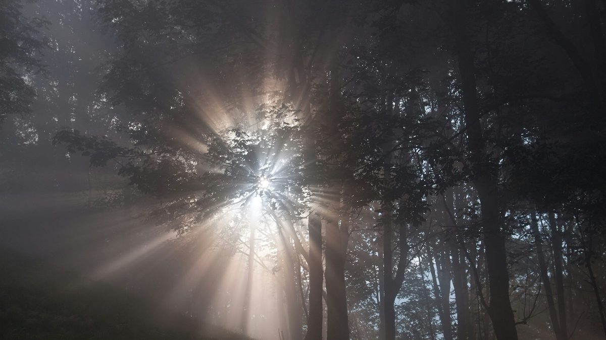 light shining through the trees