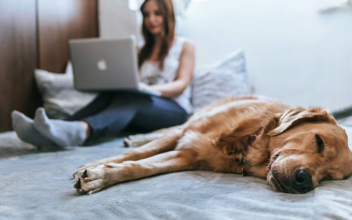 Golden retriever lying on bed with woman on laptop in the background