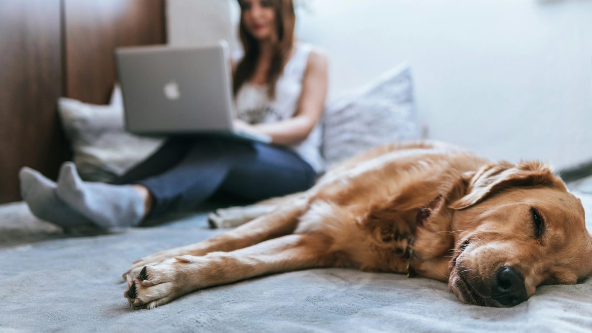 Golden retriever lying on bed with woman on laptop in the background