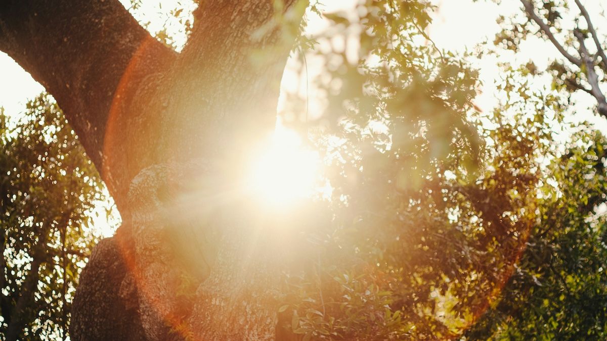 The sun filtering through the trees