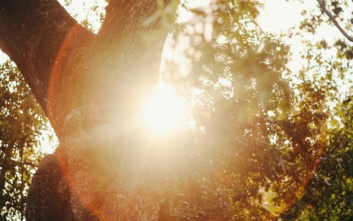 The sun filtering through the trees