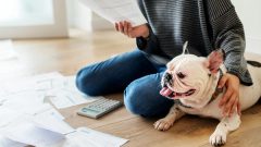 a stressed woman doing taxes on the floor with her arm around her French bulldog