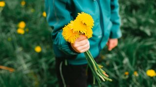 A child in a teal jacket, standing in a grassy field, presents a bouquet of bright, yellow dandelions.