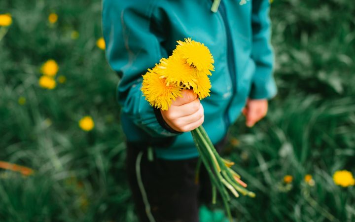 A child in a teal jacket, standing in a grassy field, presents a bouquet of bright, yellow dandelions.