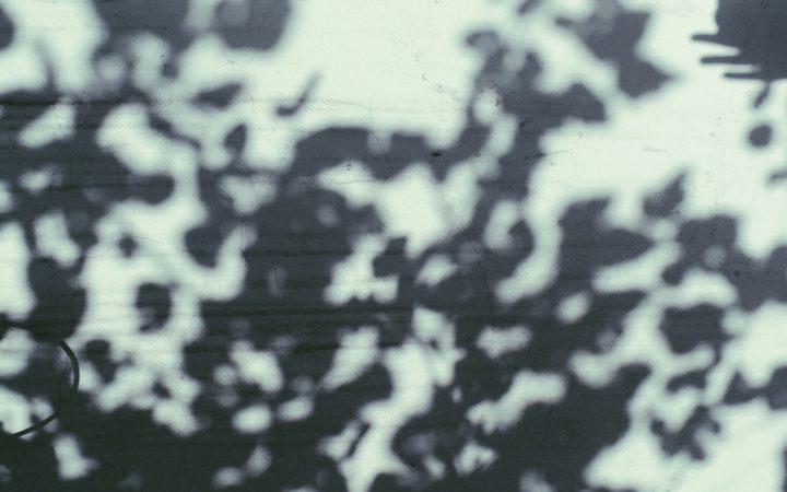 Abstractshadows of leaves on a light green background, representing limerence vs love