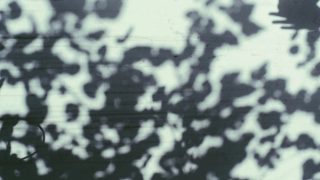 Abstractshadows of leaves on a light green background, representing limerence vs love