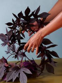 From the series "Clay Feet" | DER GREIF