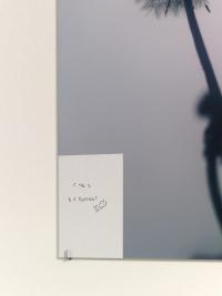 Installation view, Tobias Friedauer, "Dandelion", 2026 © Jens Masmann | DER GREIF