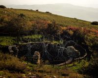 Romulus and the Founding of Rome. | DER GREIF