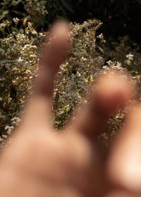 Clara Sartor, April in September | DER GREIF