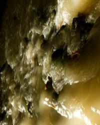 Equirria Nefastus Publicus | DER GREIF