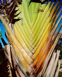 "The Traveler’s Tree, Ampefy", Madagascar, 2024, from the series "(Tsy) Possible" © Charlotte Yonga | DER GREIF