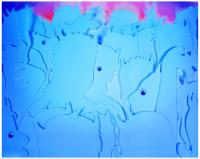 Courtesy of Rory Hamovit | DER GREIF