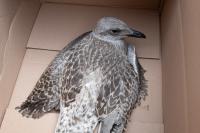 From the series "Beyond Fragments" | DER GREIF