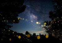 From the series "Hotarubi Summer Fairies" | DER GREIF