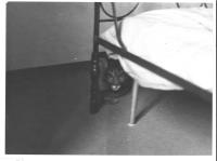 From the series "The Feral Cat Friend of the Desert Fox" | DER GREIF