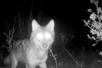 "SplitCollective_03_wolf" from the series "Broken Paths", Białowieża, Poland | DER GREIF