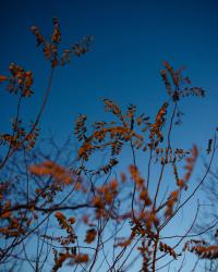 From recent walks | DER GREIF