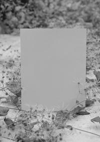 DER GREIF