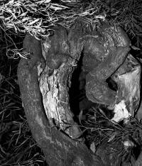 Untitled | DER GREIF