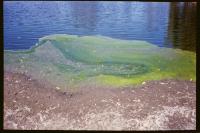"Pond" | DER GREIF