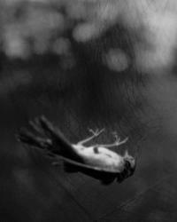 From the series "The Elephant's Foot" | DER GREIF