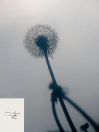 Tobias Friedauer, "Dandelion", 2026. | DER GREIF