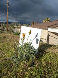 "Gazania" Highland Park, Los Angeles, 2025 | DER GREIF