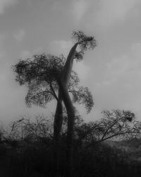 Somewhere Less Than Heaven | DER GREIF