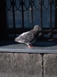 From the series "Conditions of Production" | DER GREIF