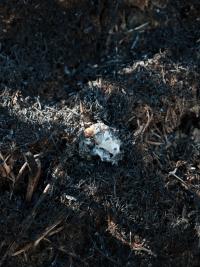 "Rabbit Caught in Wildfire" | DER GREIF