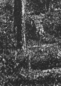 "How to look at wood", Mänttä, Finland | DER GREIF