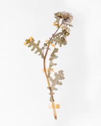 One of the flowers whose pollen was found in the Neanderthal burial site of Shanidar in Iraq | DER GREIF