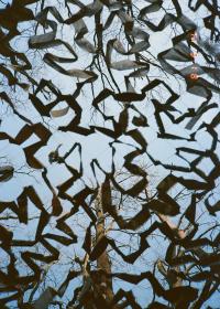 Photo by Oleksandr/Dob | DER GREIF