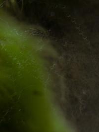 "Primordial Chaos" | DER GREIF